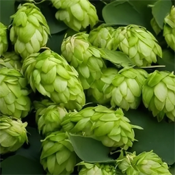 Artistic drawing of hop cones