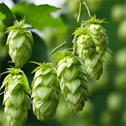 Artistic drawing of hop cones