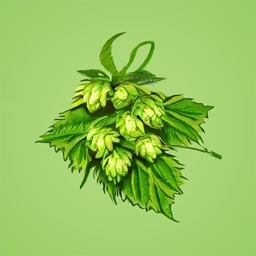 Artistic drawing of hop cones